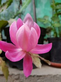 Close-up of pink rose flower