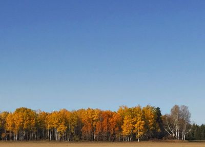 Trees on field against clear sky during autumn