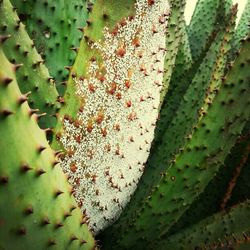 Close-up of cactus plant