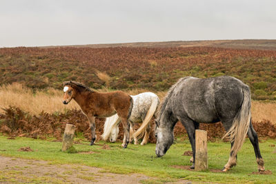 Horses standing on field against sky