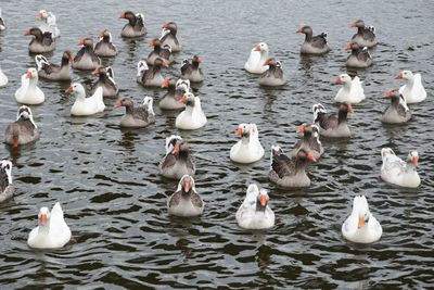 High angle view of swans swimming in lake