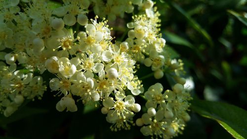 Close-up of white flowering plant