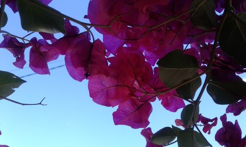 Low angle view of bougainvillea tree against sky