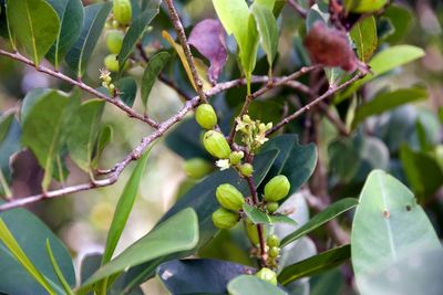 Close-up of berries on plant