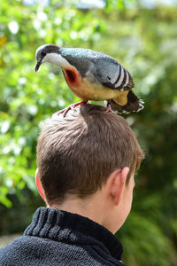 Rear view of boy with a bleeding heart dove on his head 