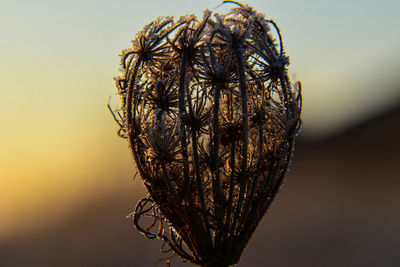 Close-up of dry leaf