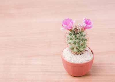 Close-up of potted plant on table