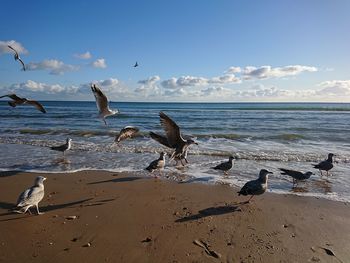 Seagulls flying over beach against sky