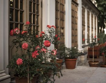 Potted plants against building