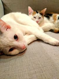 Close-up portrait of cat lying down at home