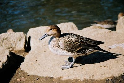 Close-up of duck on lake