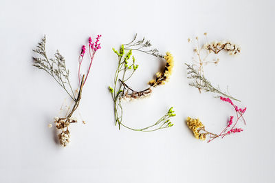 High angle view of flowering plant on table against white background