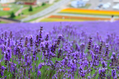 Lavender flowers blooming on farm