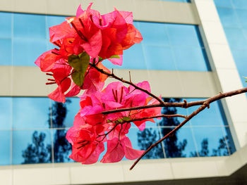 Close-up of red flowering plant
