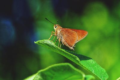 Sachem butterfly on leaf 