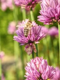 Close-up of bee pollinating on pink flower