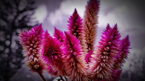 Close-up of purple flowers