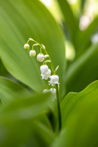 Close-up of lily of the valley flower in spring garden in bulgaria.