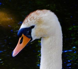 Close-up of swan swimming in lake