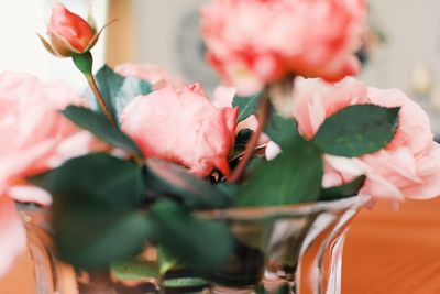 Close-up of pink rose