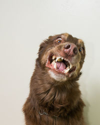 Close-up portrait of a dog over white background