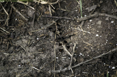 Close-up of lizard on field