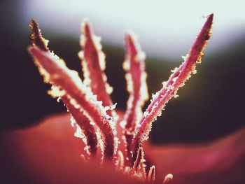 Close-up of frozen plant