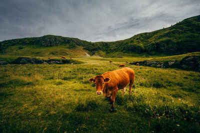 A cow grazing on a rural field. 