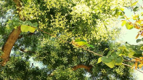 Low angle view of trees