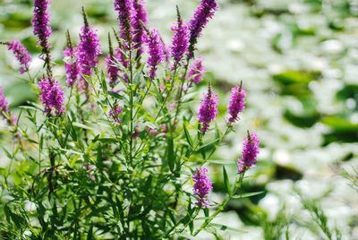Close-up of pink flowering plants