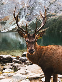 Portrait of deer standing on rock