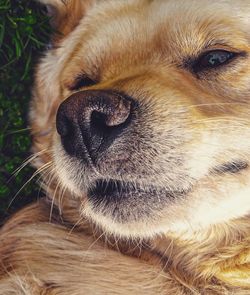 Close-up of dog looking away