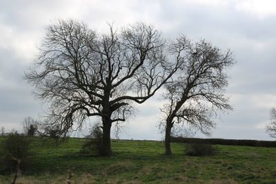 Bare tree on field against sky