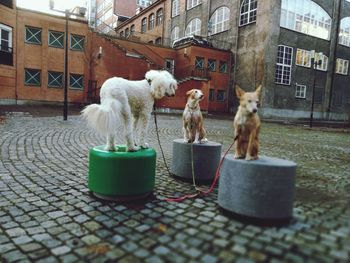 Dog sitting outdoors