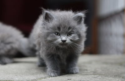 Close-up portrait of kitten