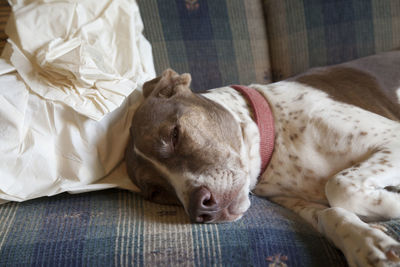 Bird dog resting on a couch with a pillow