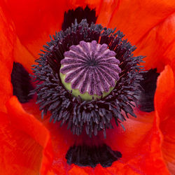 Close-up of red flower