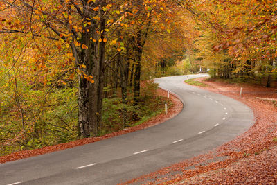 Empty road along trees in forest during autumn