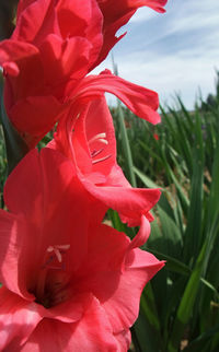 Close-up of red rose