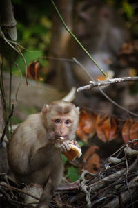 Baboon Forest