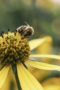 Close-up of bee pollinating on flower