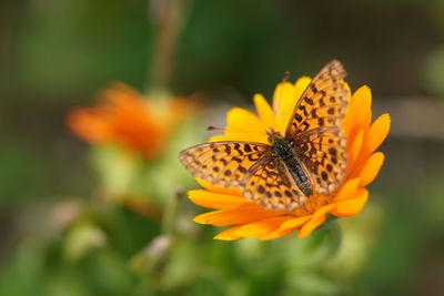 Close-up of butterfly on orange flower