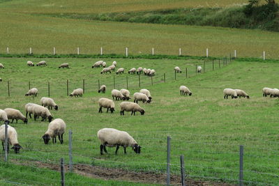 Flock of sheep grazing in field