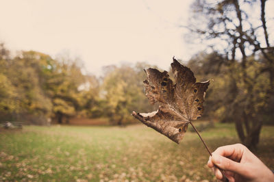 Close-up of hand holding maple leaves