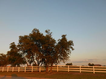 Low angle view of trees against clear sky