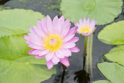 Close-up of lotus water lily in pond