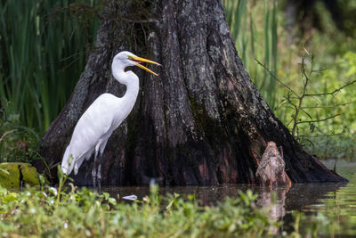 Bird perching on a tree trunk