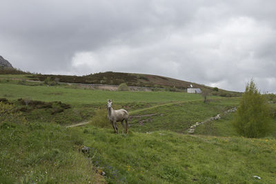 Sheep in a field