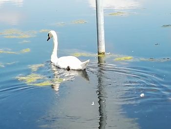 Birds in calm water