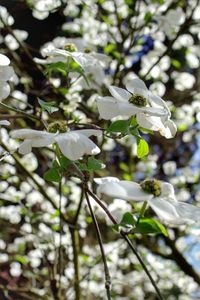 Close-up of white flowers